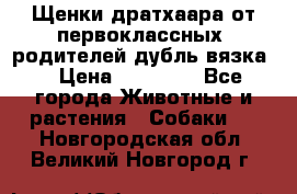 Щенки дратхаара от первоклассных  родителей(дубль вязка) › Цена ­ 22 000 - Все города Животные и растения » Собаки   . Новгородская обл.,Великий Новгород г.